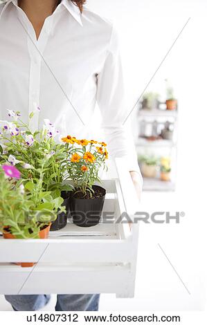 Young woman moving potted flowers View Large Photo Image Stock Image - Young woman moving potted flowers. Fotosearch