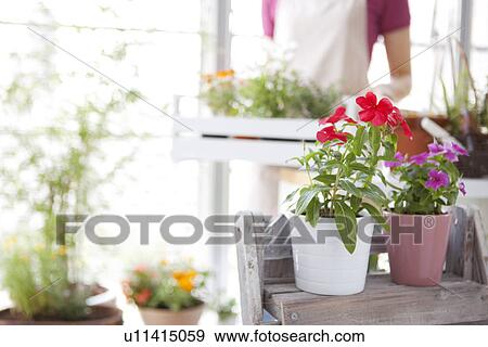 Stock Photo - Young woman moving potted flowers. Fotosearch