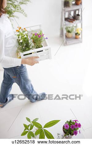 Young woman moving potted flowers View Large Photo Image Stock Photo - Young woman moving potted flowers. Fotosearch