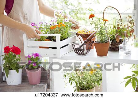 Stock Photo - Young woman moving potted flowers. Fotosearch