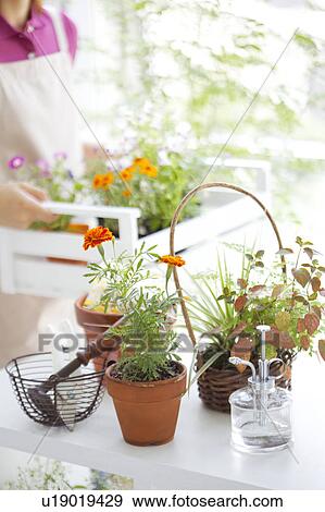 Stock Photo - Young woman moving potted flowers. Fotosearch