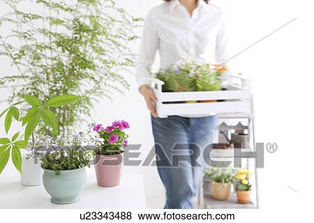 Stock Photo - Young woman moving potted flowers. Fotosearch