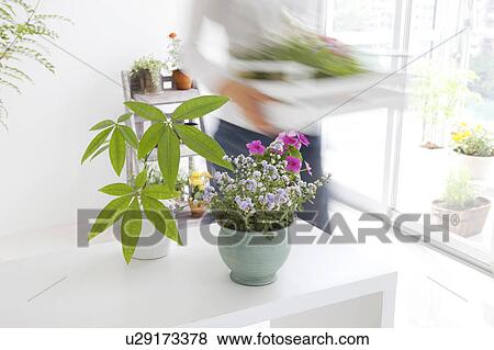 Young woman moving potted flowers View Large Photo Image Stock Photo - Young woman moving potted flowers. Fotosearch