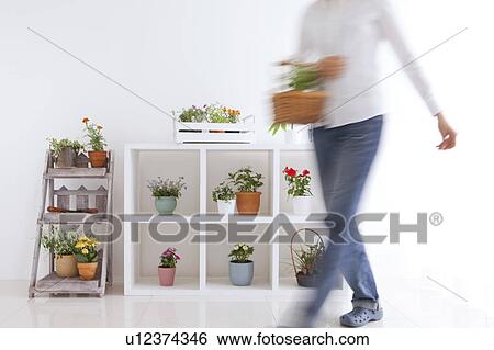 Stock Photograph - Young woman moving potted flowers. Fotosearch