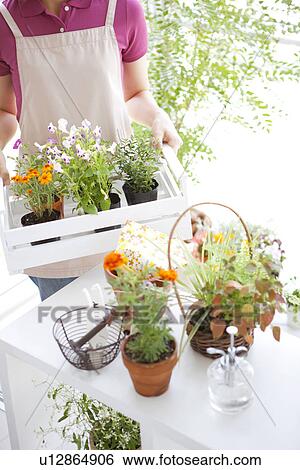 Young woman moving potted flowers View Large Photo Image Stock Photograph - Young woman moving potted flowers. Fotosearch