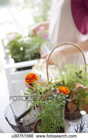 Stock Photograph - Young woman moving potted flowers. Fotosearch