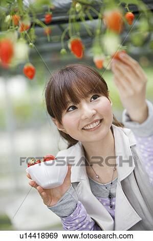 Young woman picking strawberries View Large Photo Image Stock Photo - Young woman picking strawberries. Fotosearch