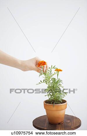 Young woman touching potted marigold View Large Photo Image Picture - Young woman touching potted marigold. Fotosearch