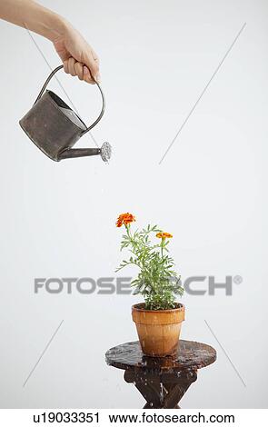 Stock Image - Young woman watering potted flower. Fotosearch