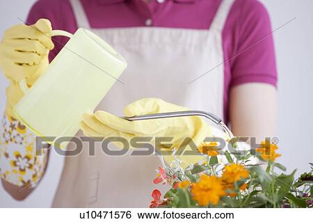 Stock Photograph - Young woman watering potted flower. Fotosearch