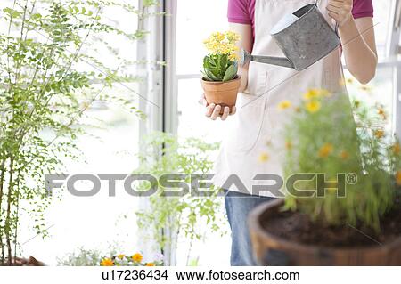 Young woman watering potted flowers View Large Photo Image Picture - Young woman watering potted flowers. Fotosearch