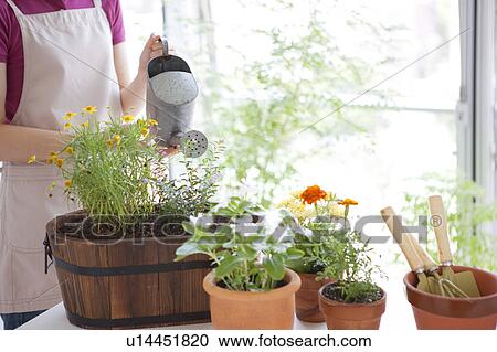 Young woman watering potted flowers View Large Photo Image Stock Image - Young woman watering potted flowers. Fotosearch