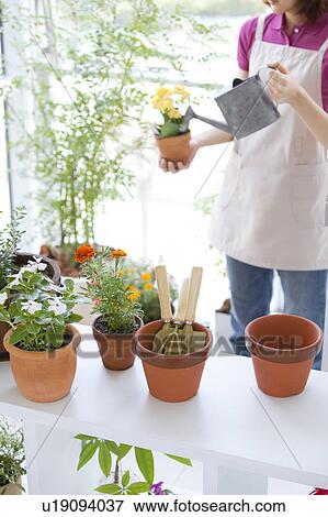Stock Photo - Young woman watering potted flowers. Fotosearch