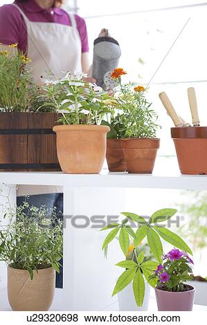 Young woman watering potted flowers View Large Photo Image Stock Photo - Young woman watering potted flowers. Fotosearch