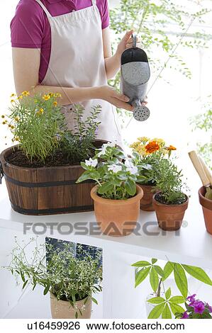 Young woman watering potted flowers View Large Photo Image Stock Photograph - Young woman watering potted flowers. Fotosearch