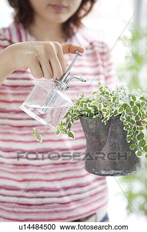 Young woman watering potted plant View Large Photo Image Stock Image - Young woman watering potted plant. Fotosearch