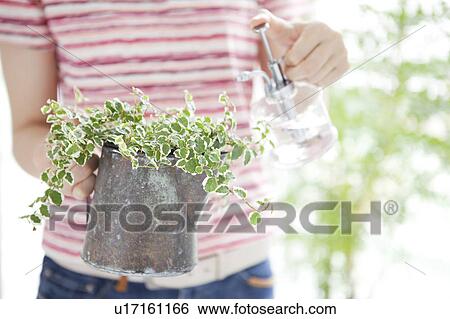Stock Photograph - Young woman watering potted plant. Fotosearch