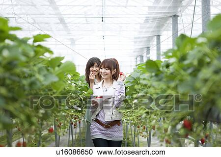 Young women holding strawberries View Large Photo Image Stock Image - Young women holding strawberries. Fotosearch