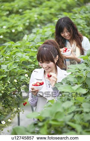 Young women holding strawberries View Large Photo Image Stock Photo - Young women holding strawberries. Fotosearch
