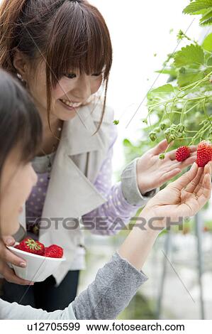 Young women picking strawberries View Large Photo Image Stock Photo - Young women picking strawberries. Fotosearch