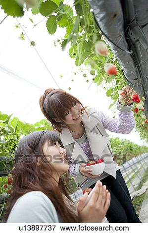 Young women picking strawberries View Large Photo Image Stock Photo - Young women picking strawberries. Fotosearch