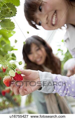 Stock Photo - Young women picking strawberries. Fotosearch