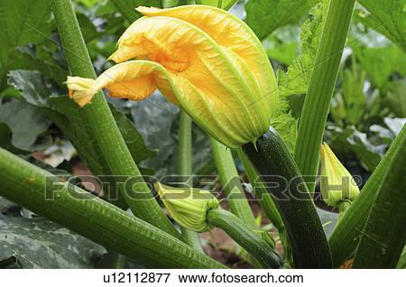 Stock Photo - Zucchini and flower. Fotosearch