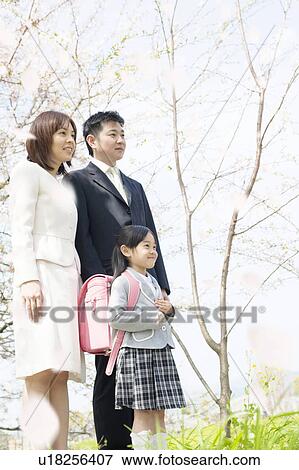 A family under cherry blossom trees View Large Photo Image Stock Photo - A family under cherry blossom trees. Fotosearch