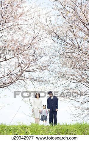 A family under cherry blossom trees View Large Photo Image Stock Photo - A family under cherry blossom trees. Fotosearch