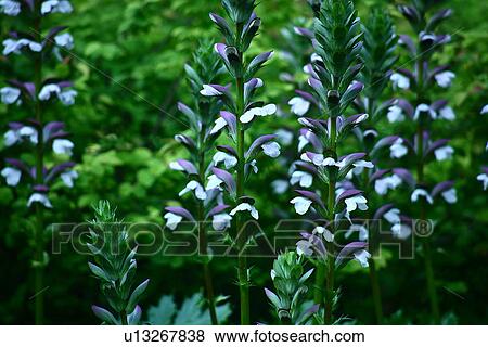 Acanthus View Large Photo Image Stock Photo - Acanthus. Fotosearch