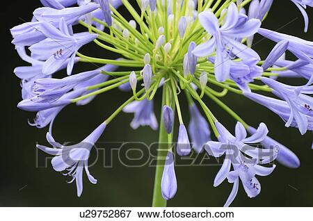 Agapanthus Flower View Large Photo Image Stock Photo - Agapanthus Flower. Fotosearch