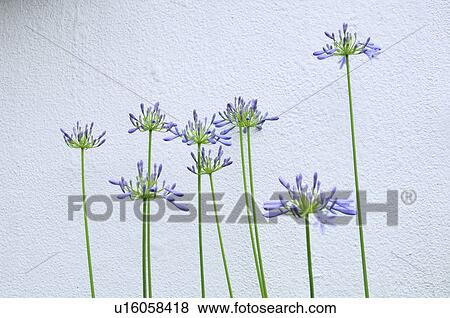 Stock Photo - Agapanthus. Fotosearch