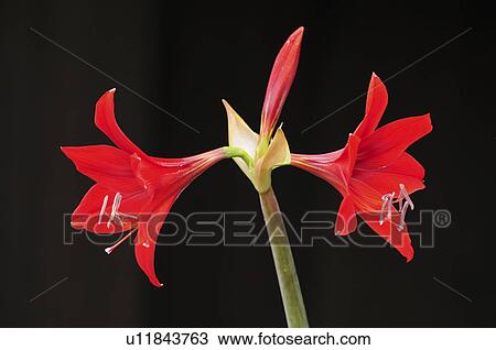 Stock Image - Amaryllis Flowers. Fotosearch