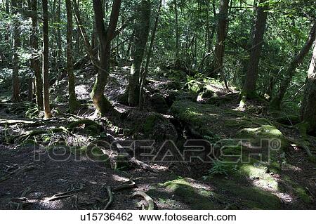 Stock Image - Aokigahara Forest. Fotosearch