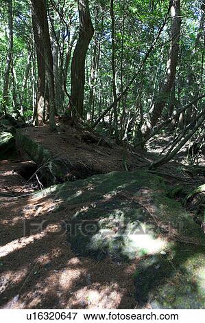 Aokigahara Forest View Large Photo Image Stock Photo - Aokigahara Forest. Fotosearch