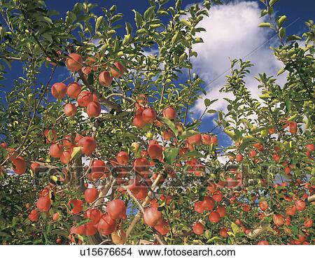 Apple Tree View Large Photo Image Picture - Apple Tree. Fotosearch