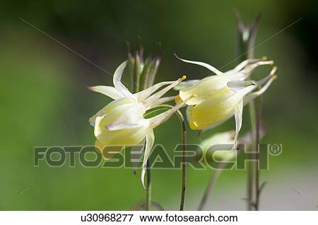 Stock Photo - Aquilegia buergeriana flower. Fotosearch