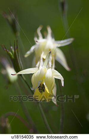 Aquilegia buergeriana flower View Large Photo Image Stock Photography - Aquilegia buergeriana flower. Fotosearch