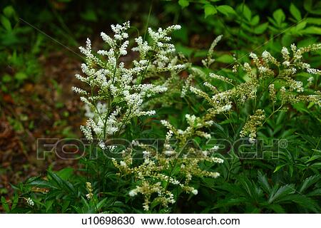 Astilbe microphylla View Large Photo Image Stock Image - Astilbe microphylla . Fotosearch