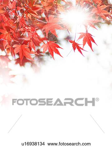 Autumnal Leaves View Large Photo Image Picture - Autumnal Leaves. Fotosearch