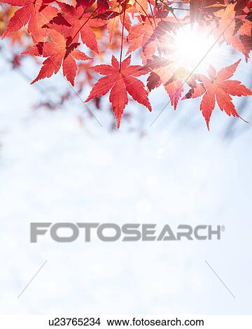 Autumnal Leaves View Large Photo Image Picture - Autumnal Leaves. Fotosearch