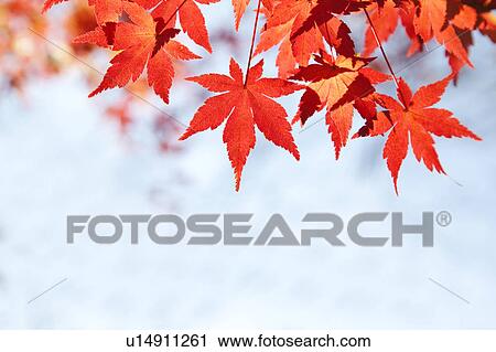 Autumnal Leaves View Large Photo Image Stock Image - Autumnal Leaves. Fotosearch
