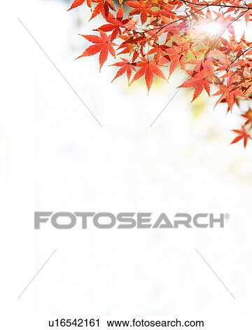 Autumnal Leaves View Large Photo Image Stock Image - Autumnal Leaves. Fotosearch