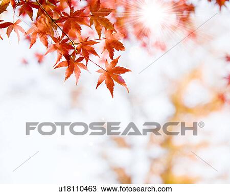 Stock Image - Autumnal Leaves. Fotosearch