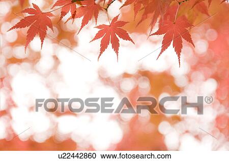 Stock Image - Autumnal Leaves. Fotosearch