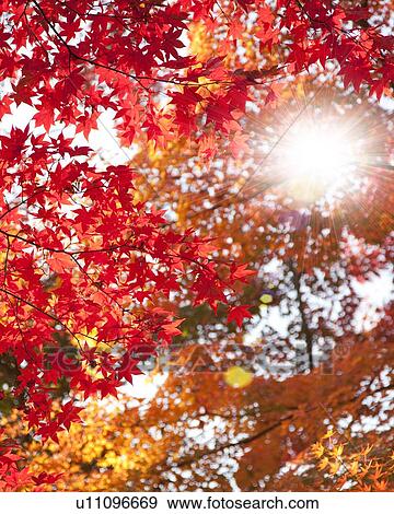 Stock Photo - Autumnal Leaves. Fotosearch