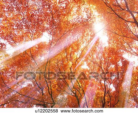 Stock Photo - Autumnal Leaves. Fotosearch