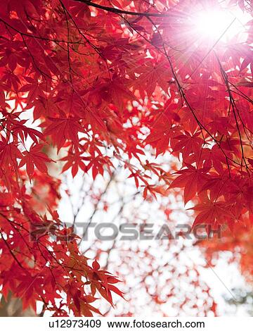 Stock Photo - Autumnal Leaves. Fotosearch