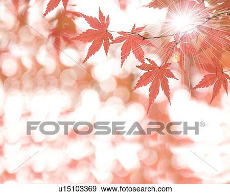 Stock Photo - Autumnal Leaves. Fotosearch
