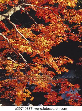 Autumnal Leaves View Large Photo Image Stock Photo - Autumnal Leaves. Fotosearch